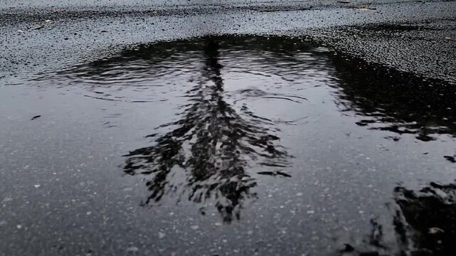 Raindrops continuously hit a dark puddle on asphalt, creating transient ripples that disturb the inverted reflection of a tall, dark tree. The rhythmic drops create a dynamic, somber natural scene.