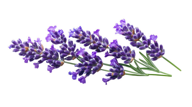Purple lavender flowers isolated on transparent background