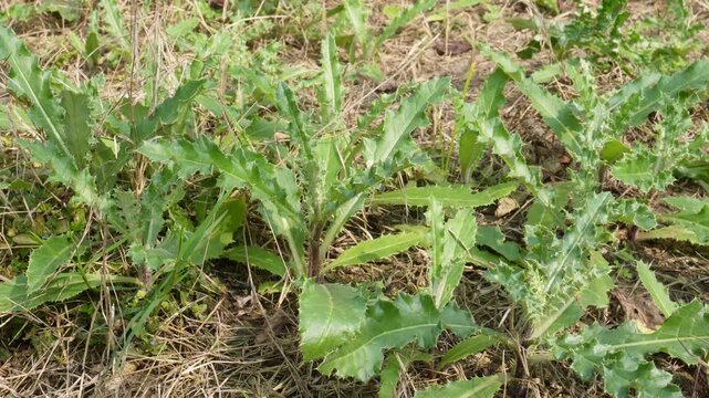 Sow Thistle Spiny Sonchus Weed Plants