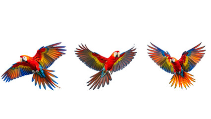 Fototapeta premium Colorful tropical parrot spreading wings, isolated transparent background PNG