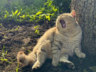 A funny lazy cat is yawning in the garden.