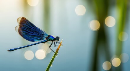 Dragonfly perched on a blade of grass near water