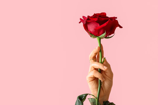 Female hand with beautiful red rose on pink background. Valentine's day celebration