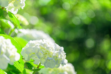純白の紫陽花 「透明感あふれる、初夏の贈り物。」 花言葉：清涼感や一途な愛 Pure white hydrangeas "A gift of early summer, overflowing with translucence." Flower language: Refreshing feeling and devoted love © KOROKICHIKUN