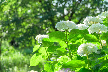 純白の紫陽花 「透明感あふれる、初夏の贈り物。」 花言葉：清涼感や一途な愛 Pure white hydrangeas "A gift of early summer, overflowing with translucence." Flower language: Refreshing feeling and devoted love © KOROKICHIKUN