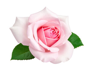 Rose isolated on white background, full depth of field