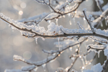 Obraz premium Snow-covered tree branch, icicles, frosty winter weather, soft blurred background, natural lighting, shallow depth of field, realistic style, emphasis on texture and detail, tilted perspective