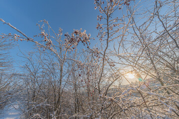 Fototapeta premium Winter landscape with bare trees covered in snow, footprints on fresh snow, distant buildings, soft natural light, cool colors, calm atmosphere