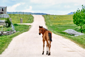 Young brown horse stands on an empty rural dirt road in the green countryside looking back under a vast sky © Jordi
