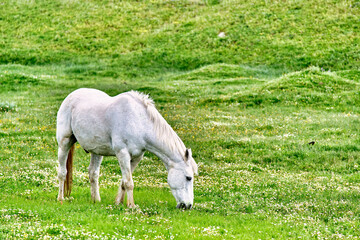 Obraz premium White horse grazes peacefully in a vibrant green meadow full of wildflowers on a clear spring day