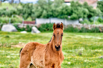 Fototapeta premium Young brown foal standing in a lush green pasture on a rural farm on a bright sunny day