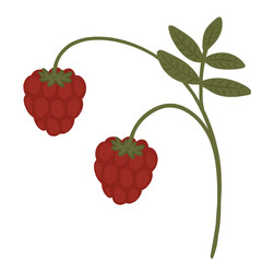 raspberries