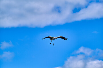Fototapeta premium Elegant crane in full flight with wings wide and long legs extended against a beautiful blue sky