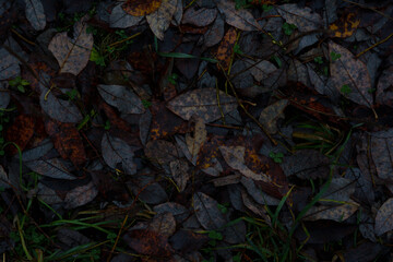 Obraz premium Wet fallen autumn leaves on forest ground, dark natural texture.Dark autumn leaf litter on forest ground after rain. Wet, decaying leaves in natural moody texture
