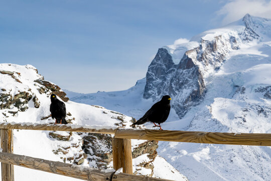 Alpine Chough Birds Resting on Wooden Fence in Snowy Swiss Mountain Landscape