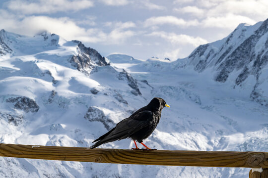 Alpine Chough Bird Resting on Wooden Plank Against Snowy Mountain Landscape