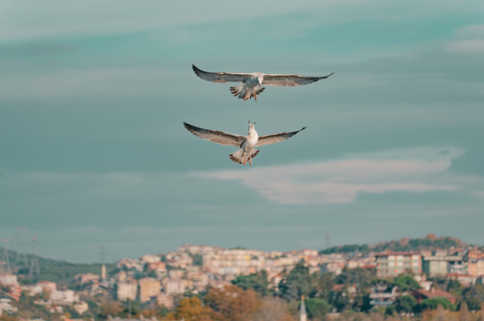 close-up in Salacak, İstanbul, Turkey