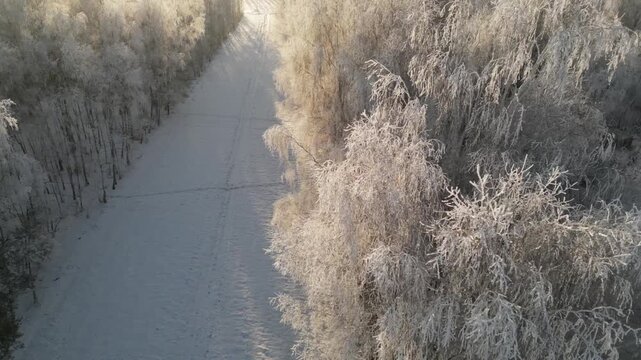 4K drone orbits the birch woodland in reverse direction with the camera angled lower. Sharp morning sunlight side-lights hoarfrost branches, creating a bright, crystalline winter forest mood.