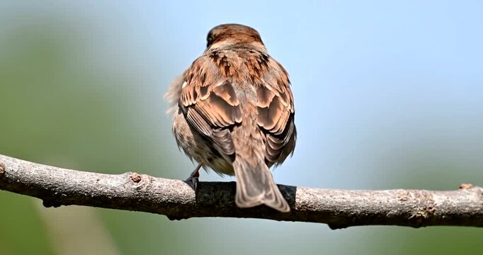 red tailed hawk perched