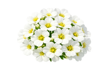 Obraz premium White flower cluster blooming in spring, illustrating nature's beauty and new beginnings on transparent background