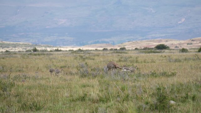 patagonia nandu bird father with babies