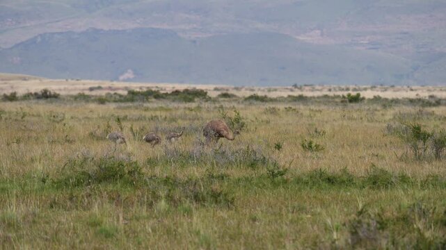 patagonia nandu bird father with babies