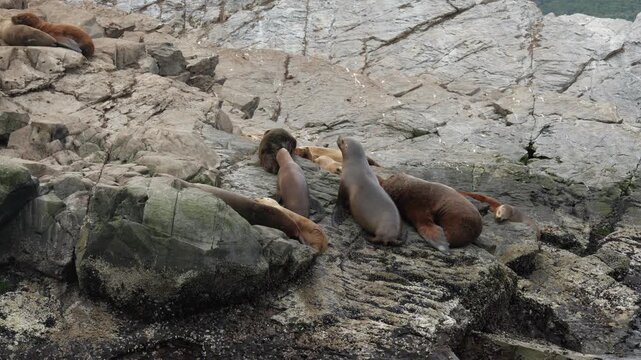 Patagonia sea lions colony on lighthouse rock of Hushuaia Argentina Beagle Channel