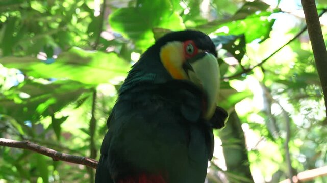 rainforest tucan bird close up