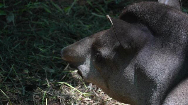 rainforest tapir resting on the ground