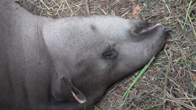 rainforest tapir resting on the ground
