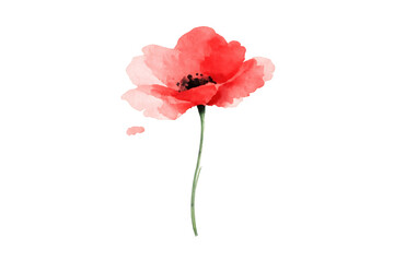 Watercolor red poppy flower blooming with delicate petals, hand-painted botanical illustration on transparent background