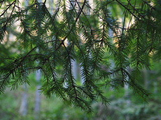 green pine branches Conifer Needles © LookLook