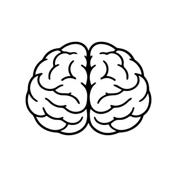 Human brain front view line icon for anatomy and medical education