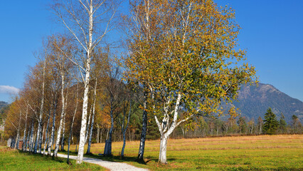 Herbst im Blinklingmoos im Salzkammergut