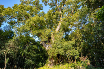 塚崎の楠の風景（肝付町）