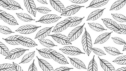 Fototapeta premium Wooden Engraving Bay Leaves on Transparent Background