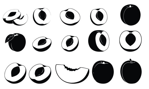 Peach Collection: A detailed, monochromatic illustration showcases a variety of peach representations, from full fruits to cross-sections, highlighting textures, shapes.