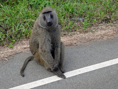OUGANDA, une aventure au c&oelig;ur de l'Afrique entre safari et randonn&eacute;e. Rencontre avec des babouins sur la route du parc du Murchison Falls.