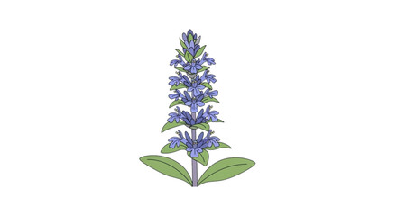 Obraz premium Ajuga: Bugleweed flowers with blue or purple petals