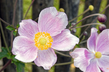 Close-up of an anemone flower.