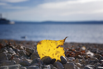 Obraz premium Poplar leaf in autumn among pebbles