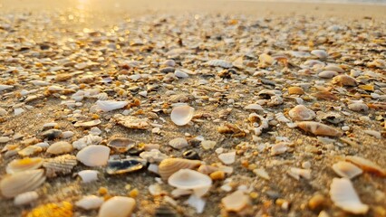 Obraz premium Beautiful Coastal Texture of Shell Fragments and Barnacles in Morning Light.