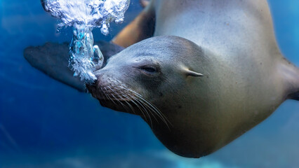 Portrait of a sea lion swimming underwater and blowing bubbles  © Patrick Rolands