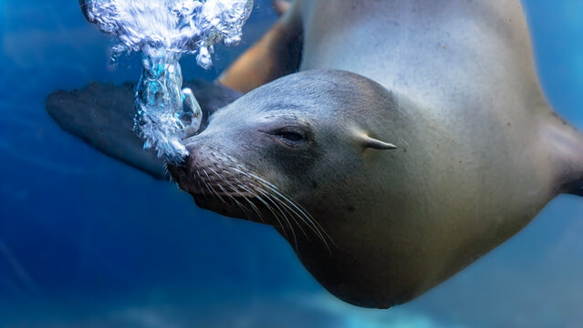 Portrait of a sea lion swimming underwater and blowing bubbles 