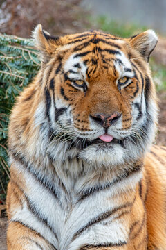 Closeup portrait of a tiger sticking its tongue out 