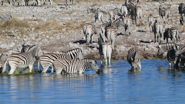 Plain zebras at waterhole,  zebras drinking from a puddle,  Equus quagga,  zebra, savannah,  Etosha, Namibia