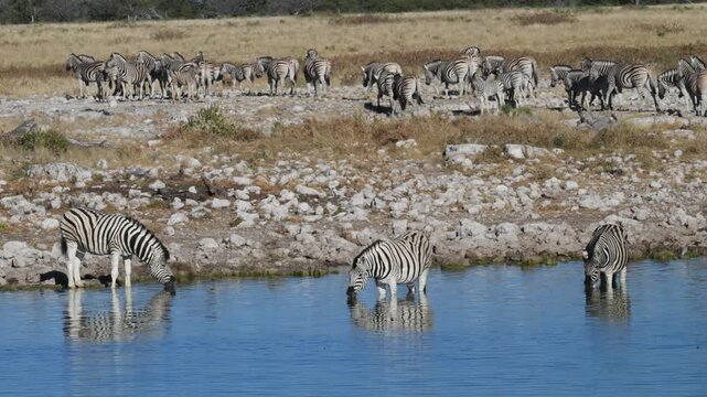 Plain zebras at waterhole,  zebras drinking from a puddle,  Equus quagga,  zebra, savannah,  Etosha, Namibia