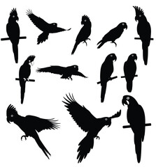 Obraz premium Silhouette of Parrots in Flight: A collection of parrot silhouettes showcases diverse avian postures, capturing the essence of graceful flight and static elegance. 