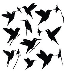 Obraz premium Hummingbird Silhouette Collection: A captivating collection of hummingbird silhouettes in various poses. These delicate outlines of nature's jewels display their elegance and grace.
