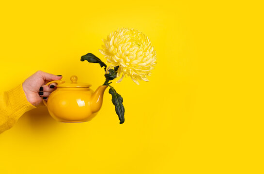 Hand holding a yellow teapot with a blooming chrysanthemum against a vibrant yellow background. Minimalist and modern concept for design or advertising.